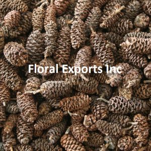 ALDER CONE