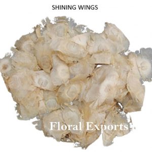ANGEL WINGS NATURAL