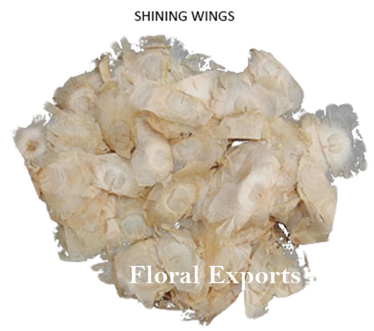 ANGEL WINGS NATURAL