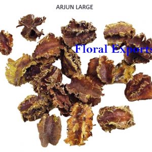 ARJUN LARGE