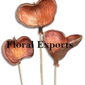 BADAM PODS ON STICK NATURAL