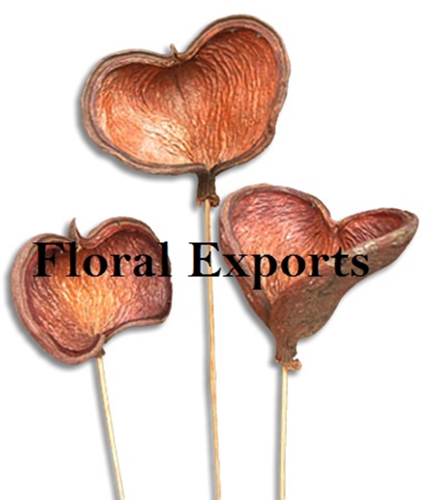 BADAM PODS ON STICK NATURAL