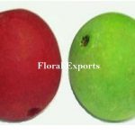 BELLANI PODS COLOUR