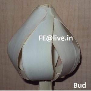 BUD