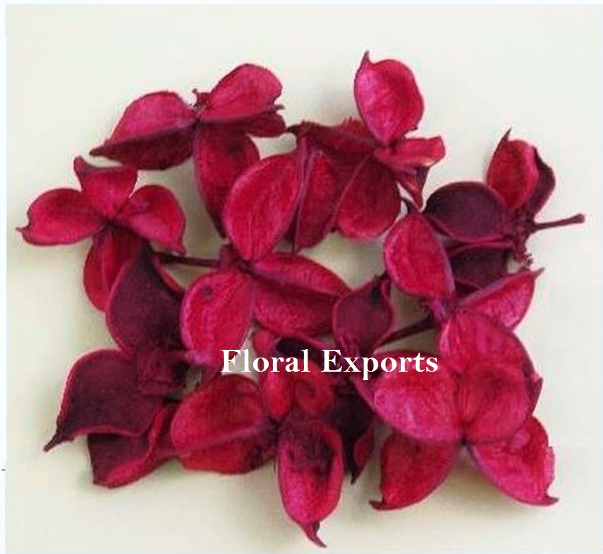 COTTON FLOWER COLOUR