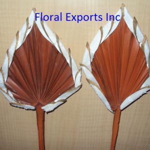 PALM SPEAR DESIGN