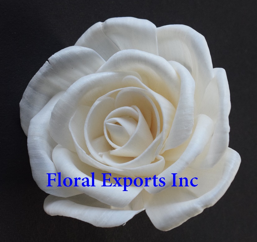 SOLA ROSE