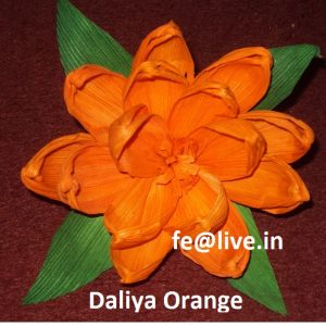 DALIYA COLOUR