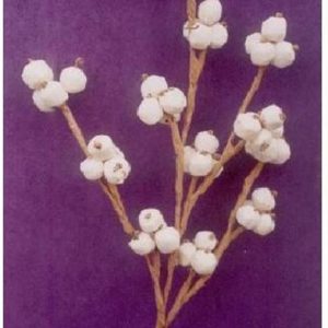 GRAPE TREE