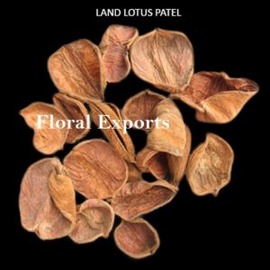 LAND LOTUS PETALS