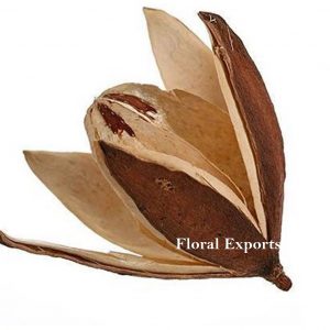 LILY NATURAL