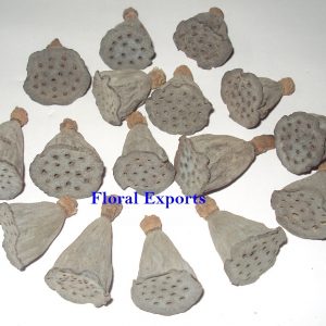 LOTUS POD MINI LOOSE