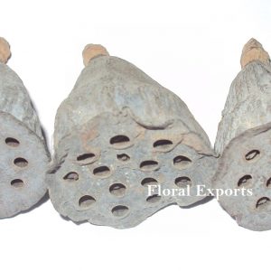 LOTUS POD SMALL LOOSE