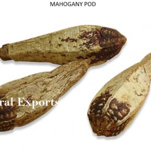 MAHOGANY PODS