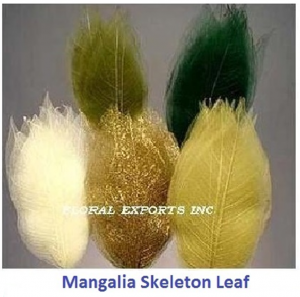 MANGALIA SKELETON LEAF