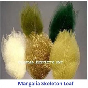 MANGALIA SKELETON LEAF