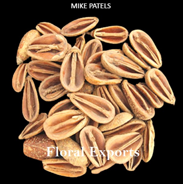 MIKE PATELS
