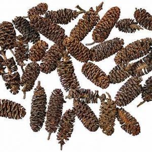MINI PINE CONES