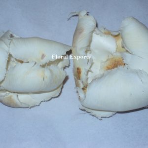 PALM CAP BLEACH