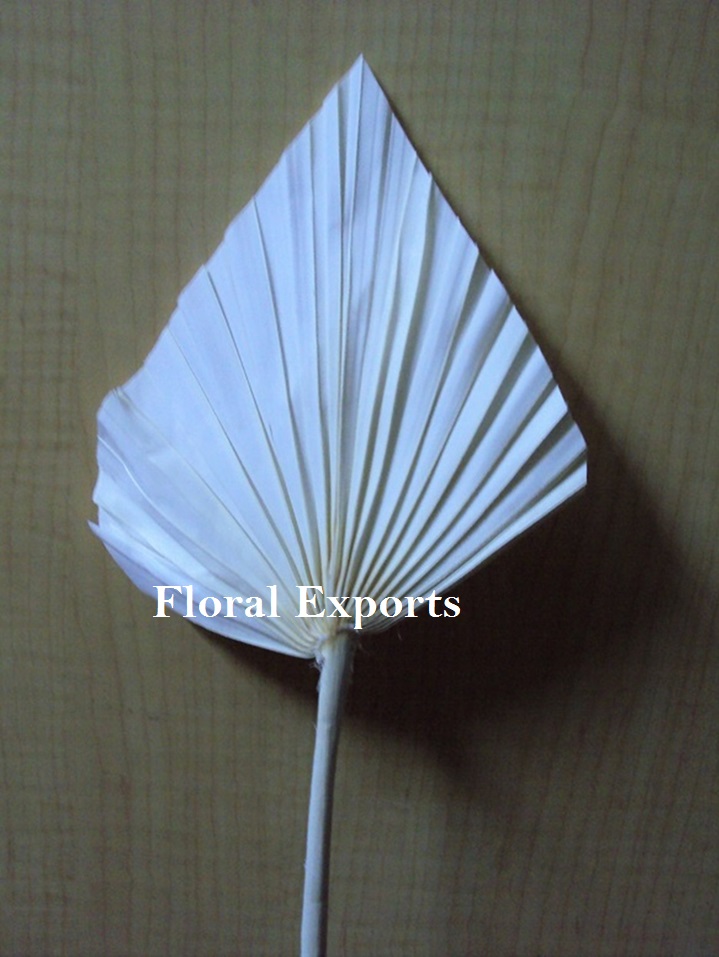 Palm Spear - Image 11