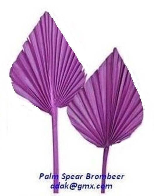 Palm Spear - Image 10
