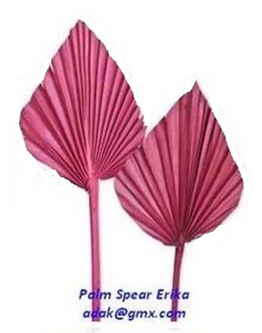Palm Spear - Image 9