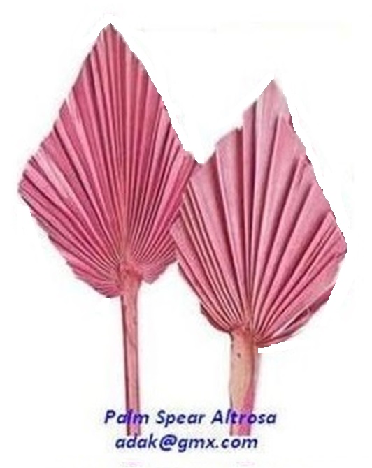 Palm Spear - Image 8