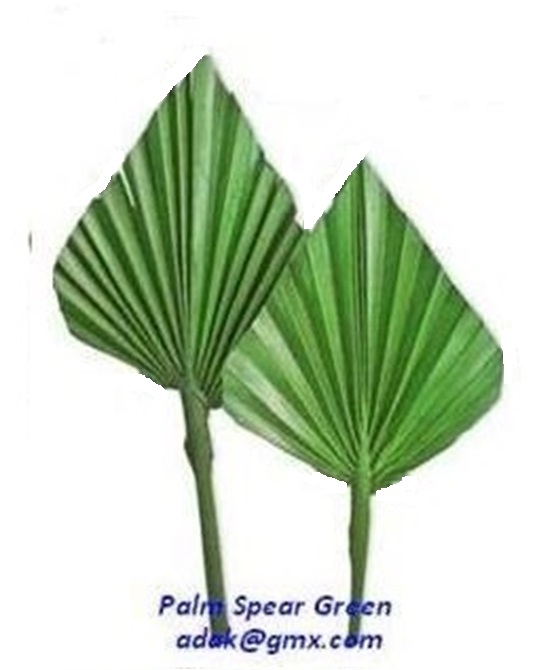 Palm Spear - Image 7