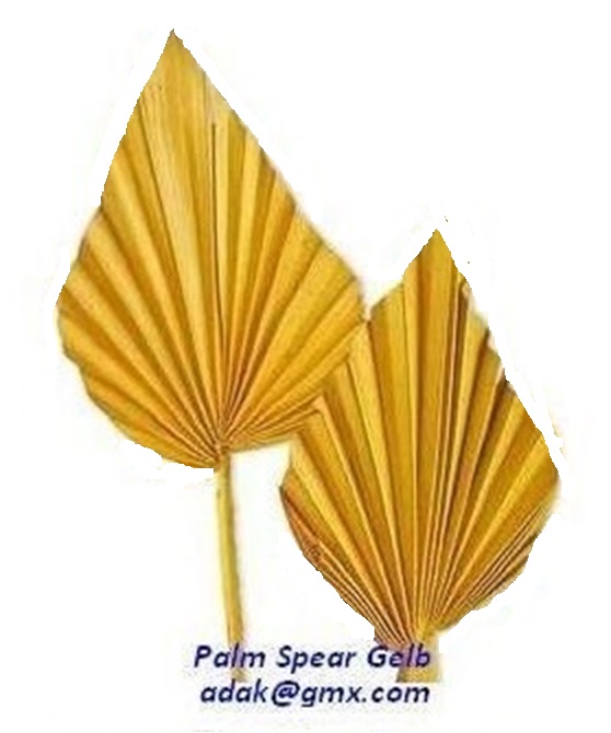 Palm Spear - Image 6