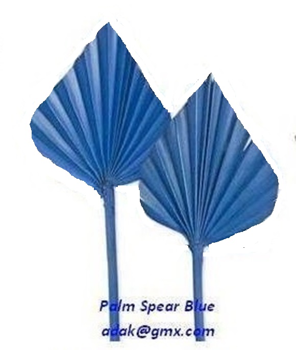 Palm Spear - Image 5