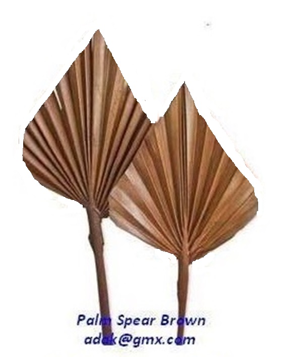 Palm Spear - Image 4