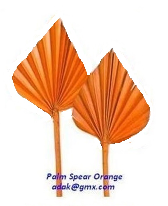 Palm Spear - Image 3