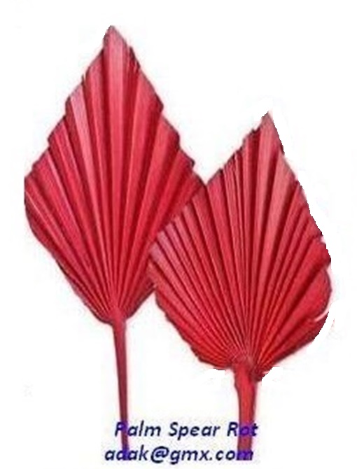 Palm Spear - Image 2
