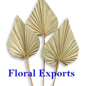 PALM SPEAR NATURAL