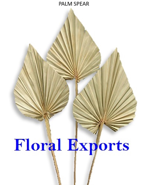 PALM SPEAR NATURAL