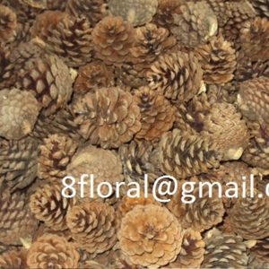 PINE CONE NATURAL