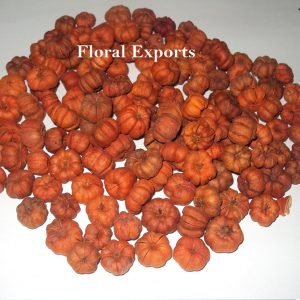 PUTKA PODS COLOUR LOOSE
