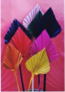 PALM SPEAR COLOUR
