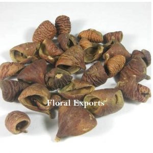 ROSUNIA PETALS