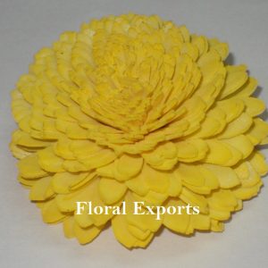SOLA JINIYA 6 CM. COLOUR