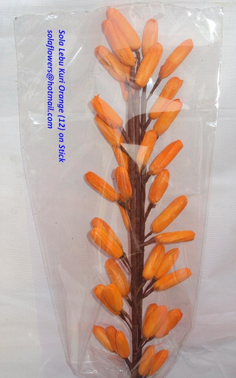 SOLA LEBU KURI ORANGE (12) ON STICK
