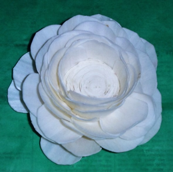 SOLA LOTUS 4 CM.
