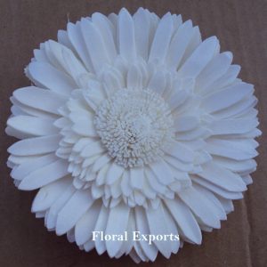 SOLA SUNFLOWER DOUBLE 10 CM. f