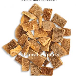 SPONGE MUSHROOM CUT A