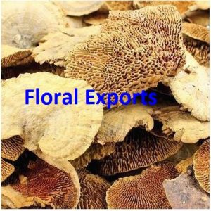 SPONGE MUSHROOM FULL