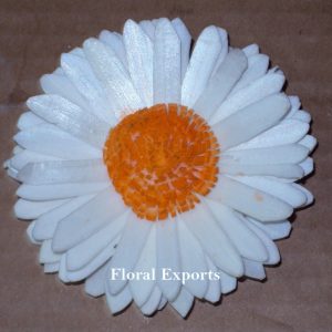 Sola Sun Flower Centre Colourf