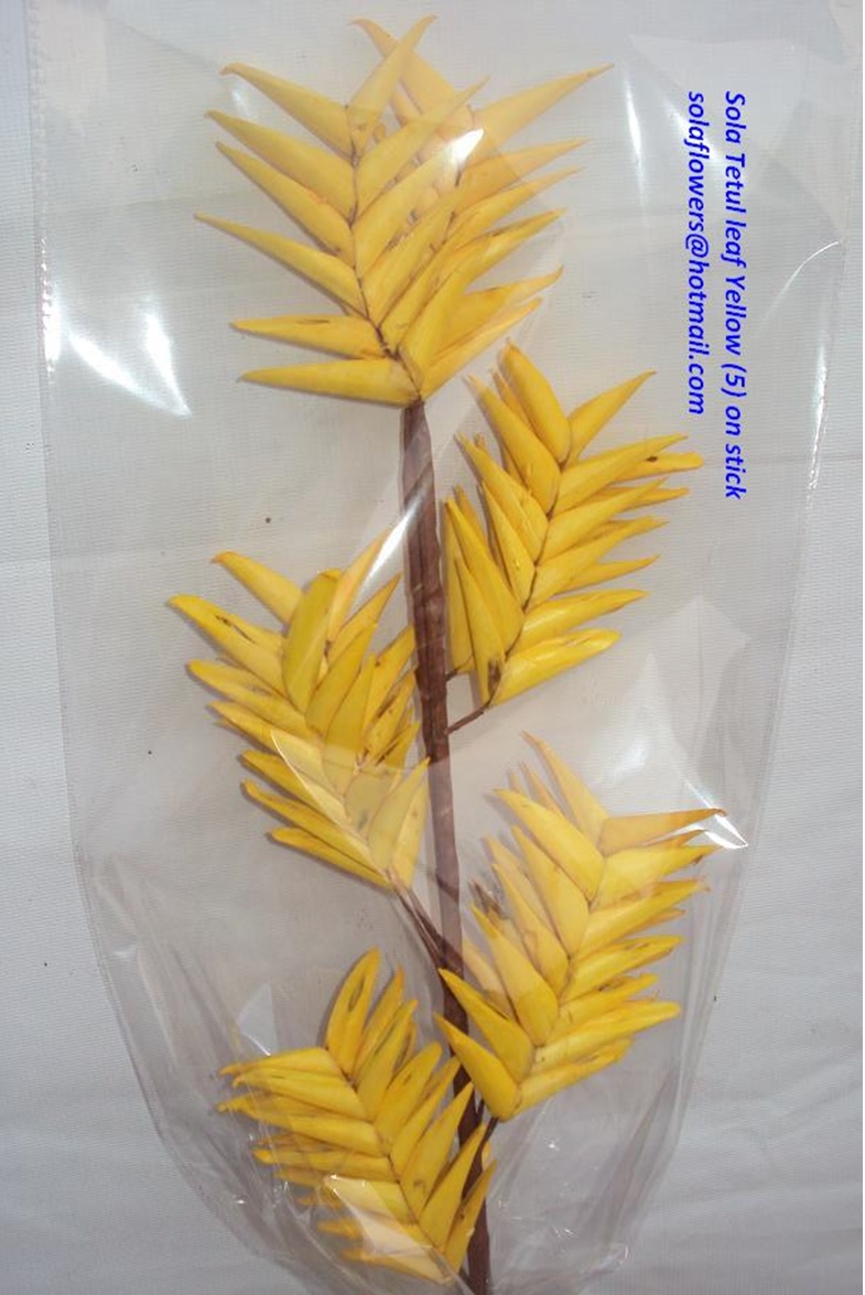 TETUL LEAF YELLOW (5) ON STICK
