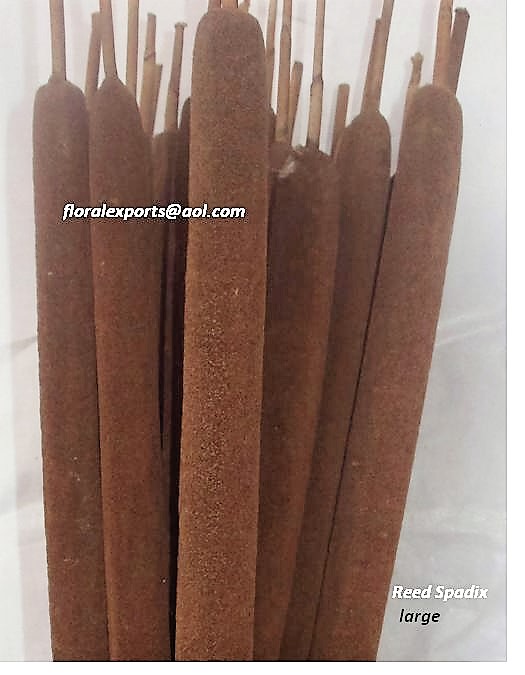 REED SPADIX