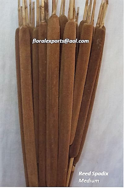 REED SPADIX
