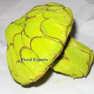 sola mushroom colour F